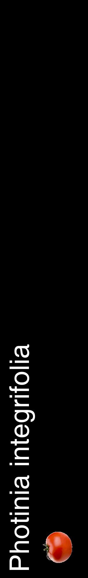 Étiquette de : Photinia integrifolia - format c - style blanche59_basiquehel avec comestibilité simplifiée