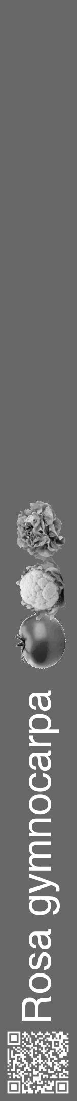 Étiquette de : Rosa gymnocarpa - format a - style blanche6hel avec qrcode et comestibilité simplifiée - position verticale