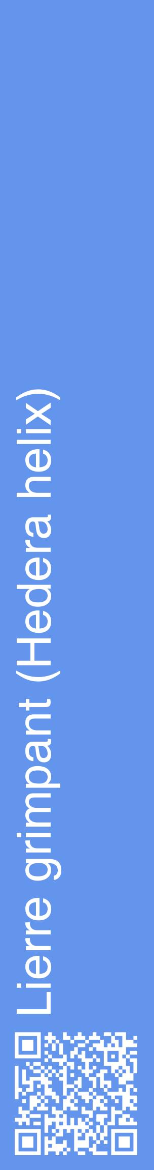 Étiquette de : Hedera helix - format c - style blanche4_basiquehel avec qrcode et comestibilité