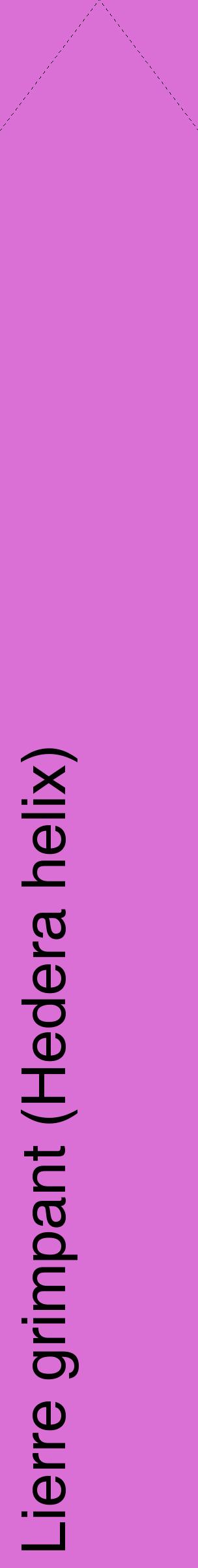 Étiquette de : Hedera helix - format c - style noire52_simplehel avec comestibilité