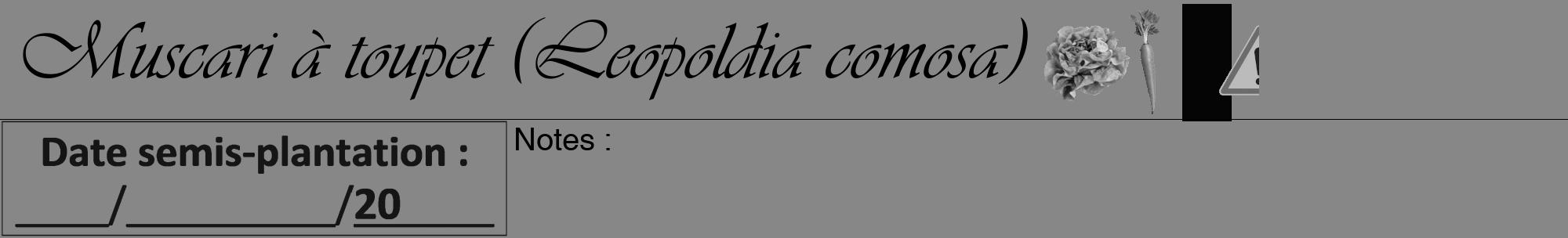 Étiquette de : Leopoldia comosa - format a - style noire12viv avec comestibilité simplifiée