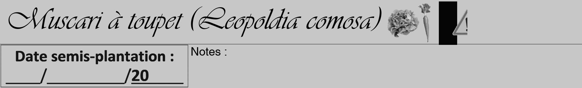 Étiquette de : Leopoldia comosa - format a - style noire15viv avec comestibilité simplifiée