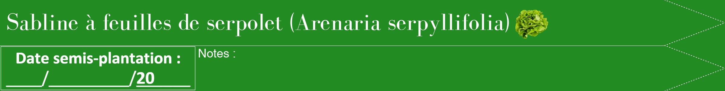 Étiquette de : Arenaria serpyllifolia - format b - style blanche10bod avec comestibilité simplifiée