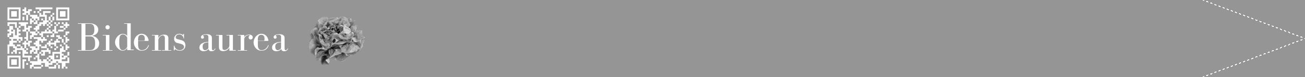 Étiquette de : Bidens aurea - format b - style blanche16bod avec qrcode et comestibilité simplifiée