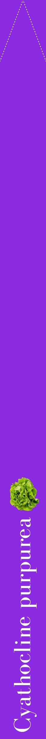 Étiquette de : Cyathocline purpurea - format b - style blanche49bod avec comestibilité simplifiée