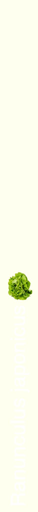 Étiquette de : Ranunculus japonicus - format a - style blanche19hel avec comestibilité simplifiée