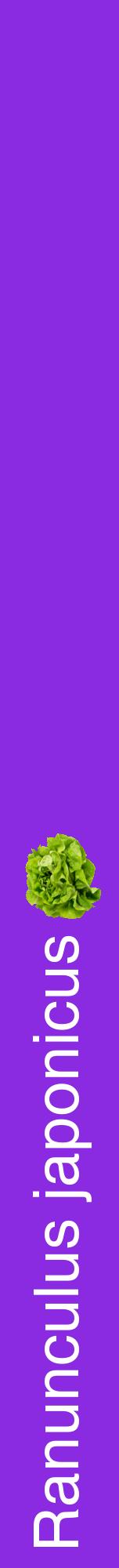 Étiquette de : Ranunculus japonicus - format a - style blanche49hel avec comestibilité simplifiée