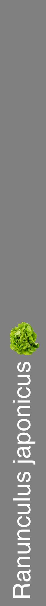 Étiquette de : Ranunculus japonicus - format a - style blanche57hel avec comestibilité simplifiée