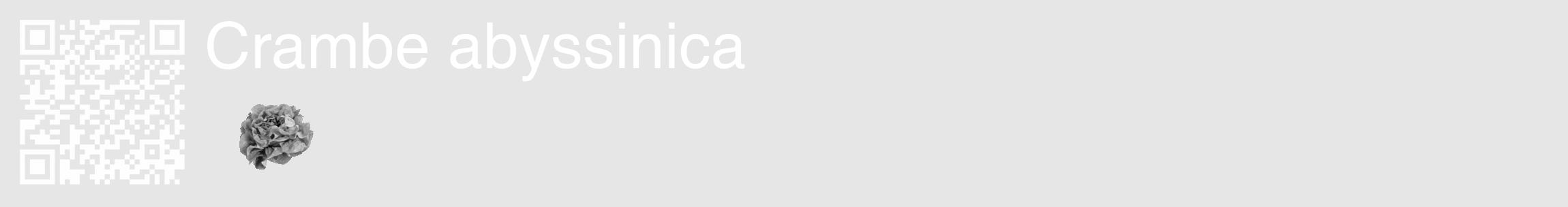 Étiquette de : Crambe abyssinica - format c - style blanche18_basique_basiquehel avec qrcode et comestibilité simplifiée