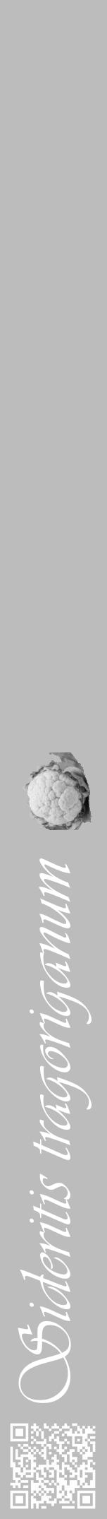 Étiquette de : Sideritis tragoriganum - format a - style blanche1viv avec qrcode et comestibilité simplifiée - position verticale