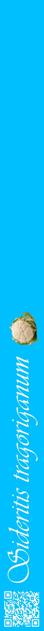 Étiquette de : Sideritis tragoriganum - format a - style blanche2viv avec qrcode et comestibilité simplifiée