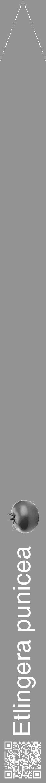 Étiquette de : Etlingera punicea - format b - style blanche44hel avec qrcode et comestibilité simplifiée - position verticale