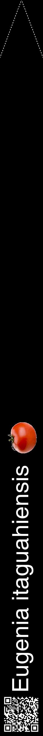 Étiquette de : Eugenia itaguahiensis - format b - style blanche59hel avec qrcode et comestibilité simplifiée