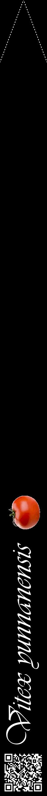 Étiquette de : Vitex yunnanensis - format b - style blanche59viv avec qrcode et comestibilité simplifiée