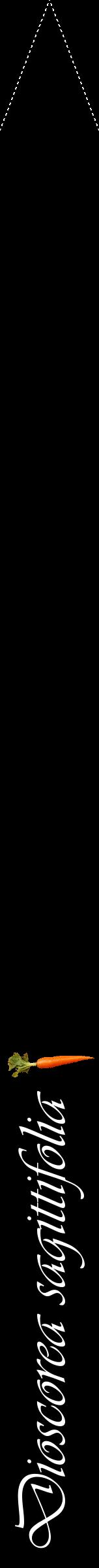 Étiquette de : Dioscorea sagittifolia - format b - style blanche59viv avec comestibilité simplifiée