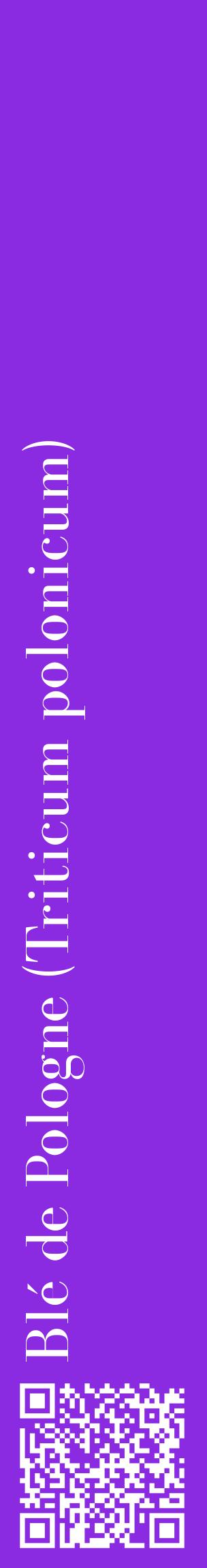 Étiquette de : Triticum polonicum - format c - style blanche49_basiquebod avec qrcode et comestibilité