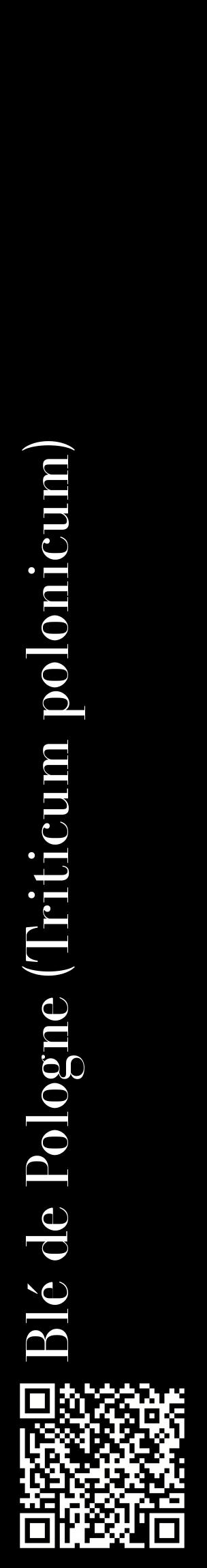 Étiquette de : Triticum polonicum - format c - style blanche59_basiquebod avec qrcode et comestibilité