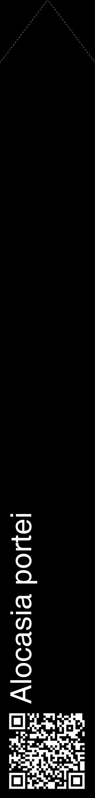 Étiquette de : Alocasia portei - format c - style blanche59_simplehel avec qrcode et comestibilité