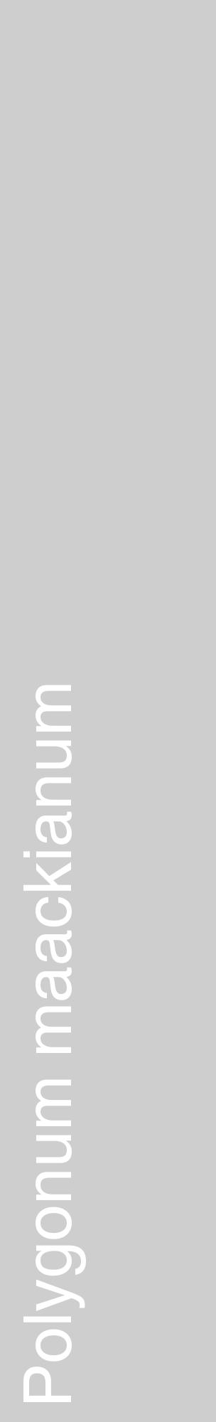Étiquette de : Polygonum maackianum - format c - style blanche17_basique_basiquehel avec comestibilité - position verticale