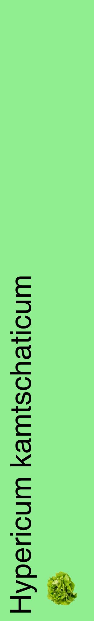 Étiquette de : Hypericum kamtschaticum - format c - style noire15_basiquehel avec comestibilité simplifiée