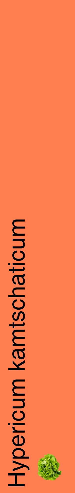 Étiquette de : Hypericum kamtschaticum - format c - style noire24_basiquehel avec comestibilité simplifiée