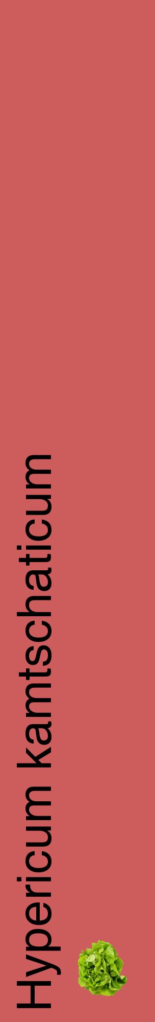 Étiquette de : Hypericum kamtschaticum - format c - style noire35_basiquehel avec comestibilité simplifiée