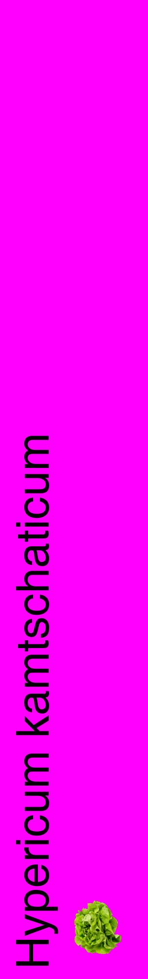 Étiquette de : Hypericum kamtschaticum - format c - style noire51_basiquehel avec comestibilité simplifiée