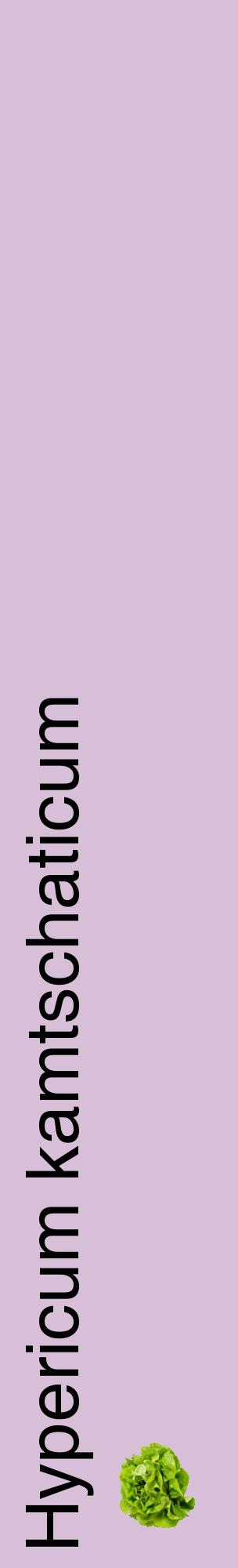 Étiquette de : Hypericum kamtschaticum - format c - style noire54_basiquehel avec comestibilité simplifiée