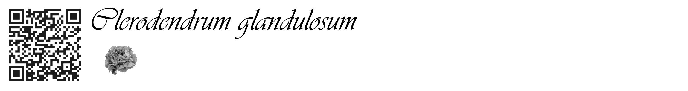 Étiquette de : Clerodendrum glandulosum - format c - style noire60_basique_basiqueviv avec qrcode et comestibilité simplifiée