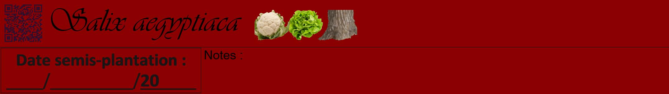Étiquette de : Salix aegyptiaca - format a - style noire34viv avec qrcode et comestibilité simplifiée