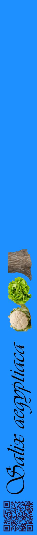 Étiquette de : Salix aegyptiaca - format a - style noire3viv avec qrcode et comestibilité simplifiée