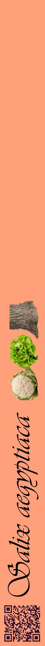 Étiquette de : Salix aegyptiaca - format a - style noire39viv avec qrcode et comestibilité simplifiée