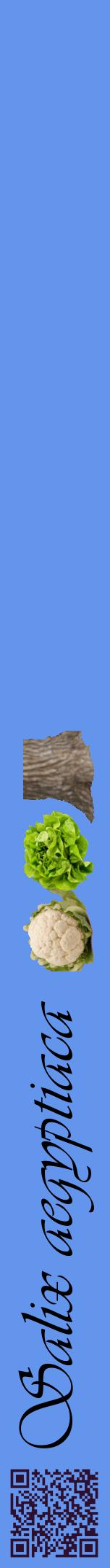 Étiquette de : Salix aegyptiaca - format a - style noire4viv avec qrcode et comestibilité simplifiée