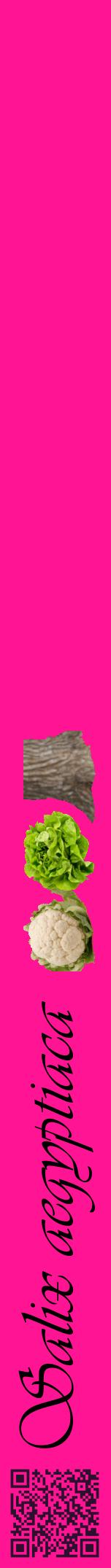 Étiquette de : Salix aegyptiaca - format a - style noire43viv avec qrcode et comestibilité simplifiée