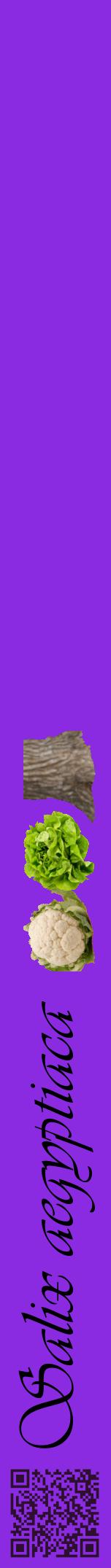Étiquette de : Salix aegyptiaca - format a - style noire49viv avec qrcode et comestibilité simplifiée