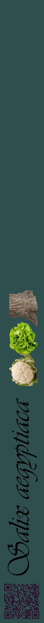 Étiquette de : Salix aegyptiaca - format a - style noire58viv avec qrcode et comestibilité simplifiée