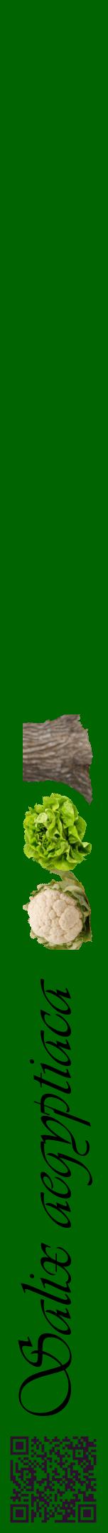 Étiquette de : Salix aegyptiaca - format a - style noire8viv avec qrcode et comestibilité simplifiée