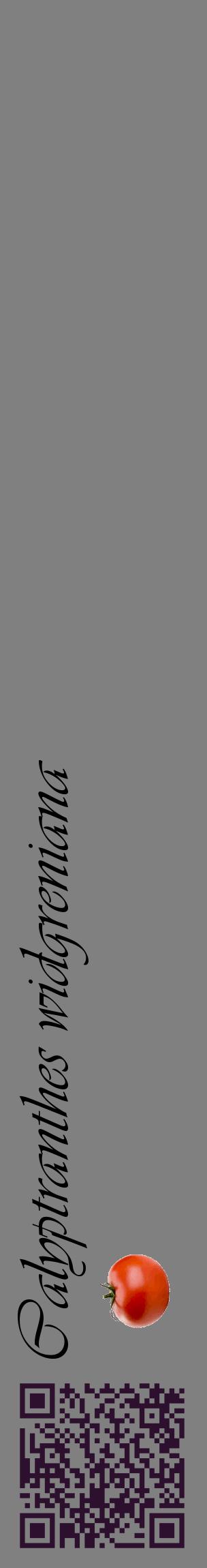 Étiquette de : Calyptranthes widgreniana - format c - style noire57_basiqueviv avec qrcode et comestibilité simplifiée