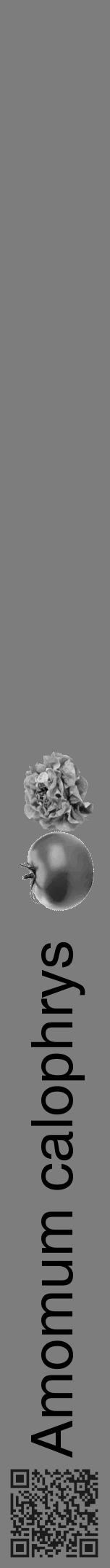 Étiquette de : Amomum calophrys - format a - style noire35hel avec qrcode et comestibilité simplifiée - position verticale
