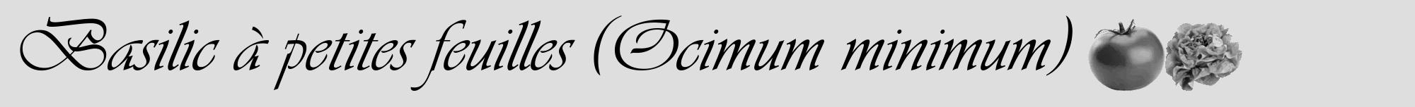 Étiquette de : Ocimum minimum - format a - style noire20viv avec comestibilité simplifiée