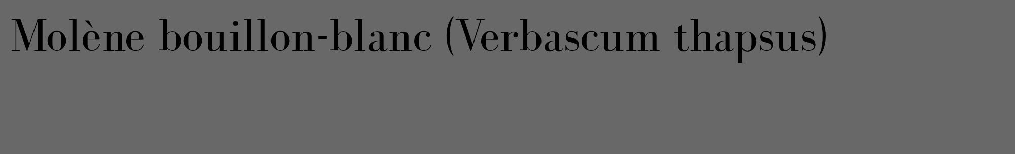 Étiquette de : Verbascum thapsus - format c - style noire6_basique_basiquebod avec comestibilité