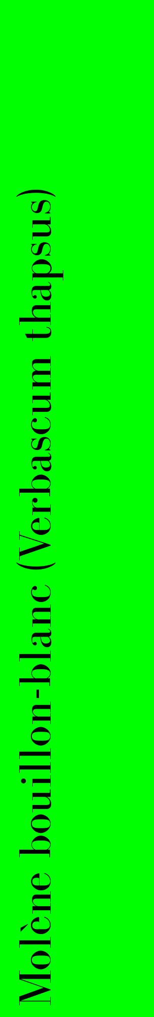 Étiquette de : Verbascum thapsus - format c - style noire16_basiquebod avec comestibilité