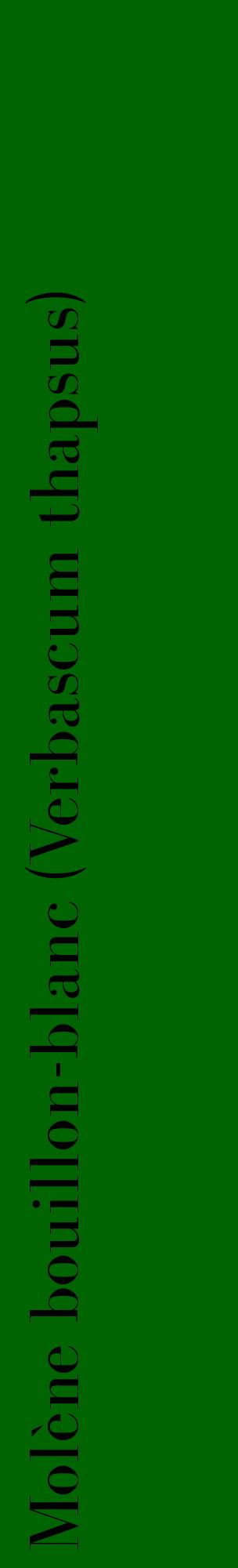Étiquette de : Verbascum thapsus - format c - style noire8_basiquebod avec comestibilité