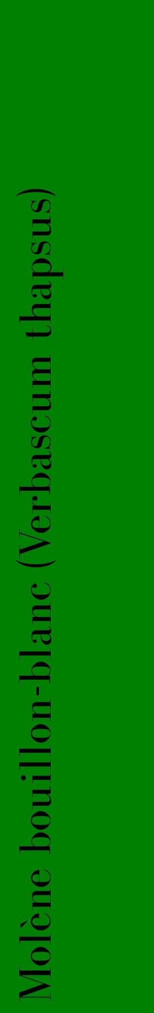 Étiquette de : Verbascum thapsus - format c - style noire9_basiquebod avec comestibilité