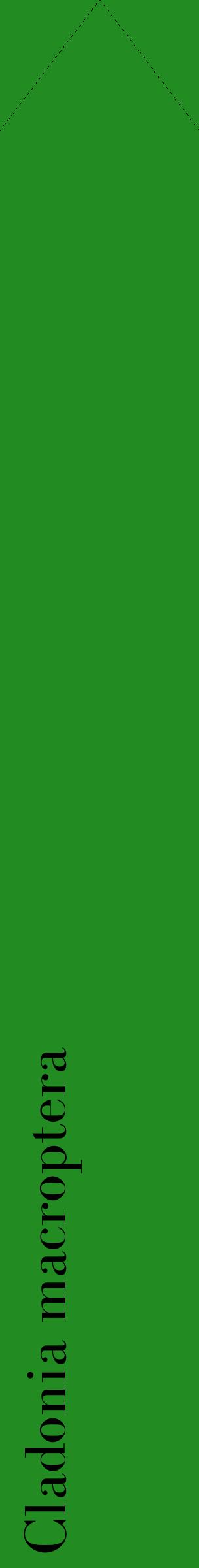 Étiquette de : Cladonia macroptera - format c - style noire10_simplebod avec comestibilité