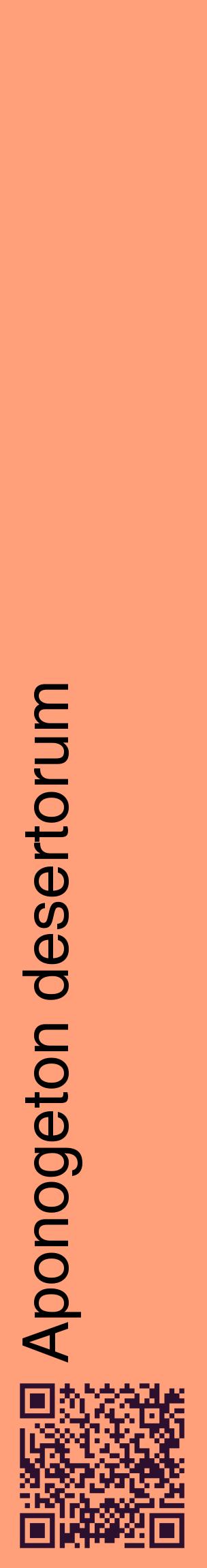 Étiquette de : Aponogeton desertorum - format c - style noire39_basiquehel avec qrcode et comestibilité