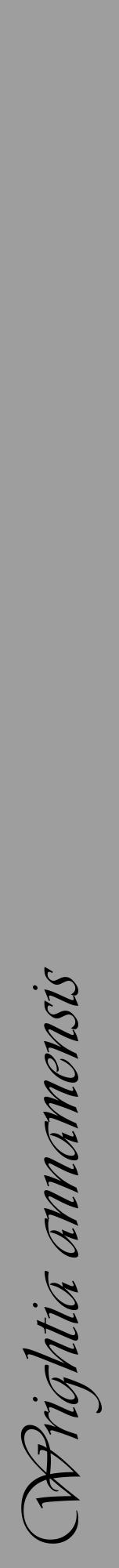 Étiquette de : Wrightia annamensis - format a - style noire42viv avec comestibilité - position verticale