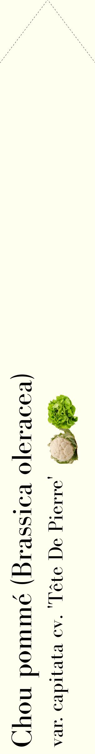 Étiquette de : Brassica oleracea var. capitata cv. 'Tête De Pierre' - format c - style noire19_simplebod avec comestibilité simplifiée