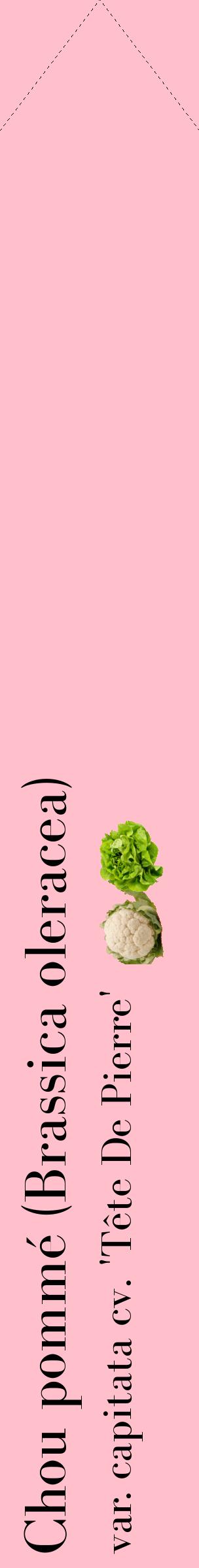 Étiquette de : Brassica oleracea var. capitata cv. 'Tête De Pierre' - format c - style noire40_simplebod avec comestibilité simplifiée