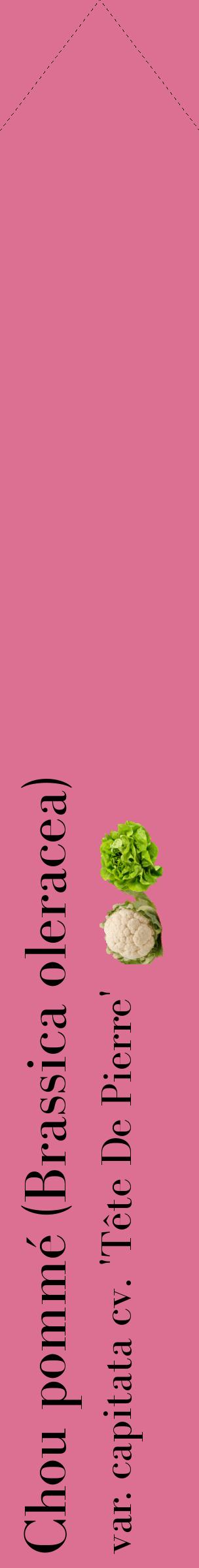 Étiquette de : Brassica oleracea var. capitata cv. 'Tête De Pierre' - format c - style noire44_simplebod avec comestibilité simplifiée